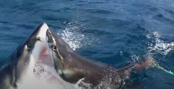 Two Great White Sharks Tear Giant Chunks Out Of Each Other