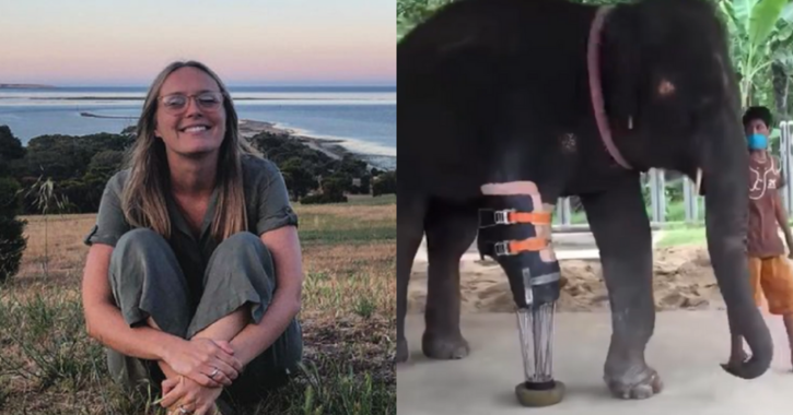 vet helping elephants