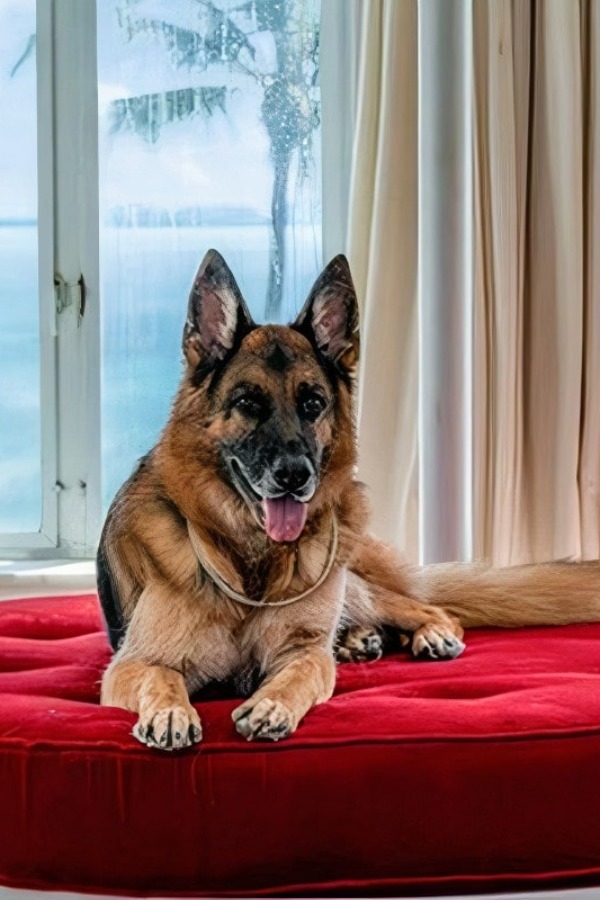 11 Richest Pets In The History Whose Purse Are Fatter Than Many People’s Wallets