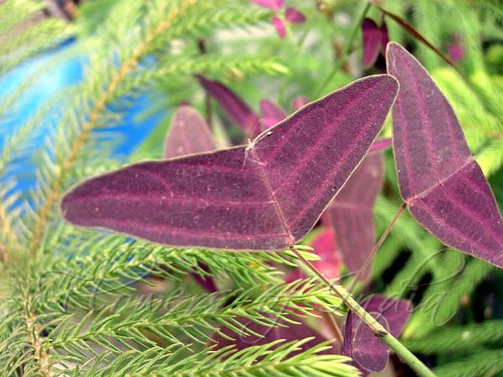 Red Butterfly Wing