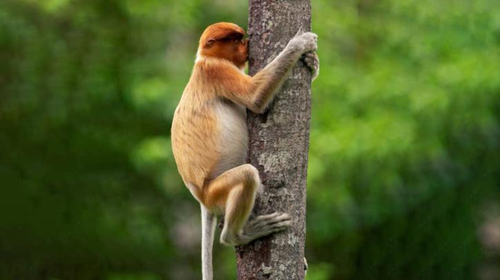 Proboscis monkey hugging tree