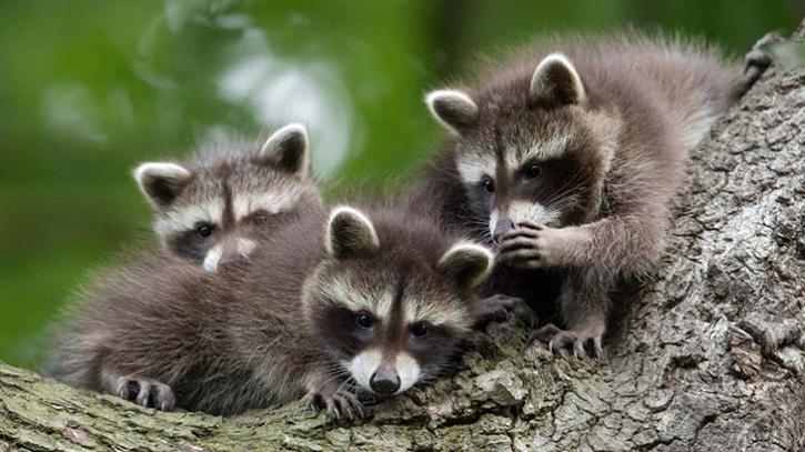 raccoon cubs