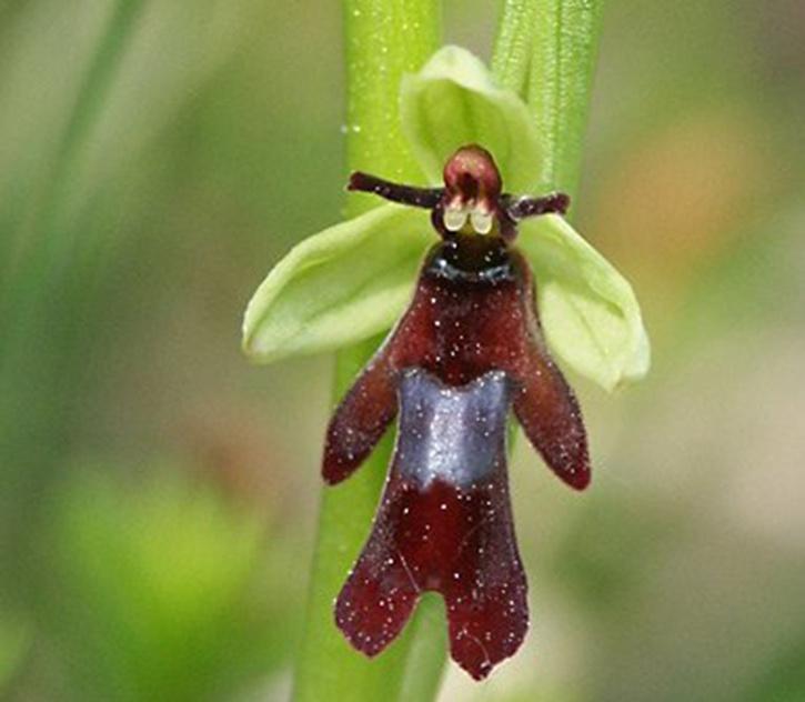 fly orchid