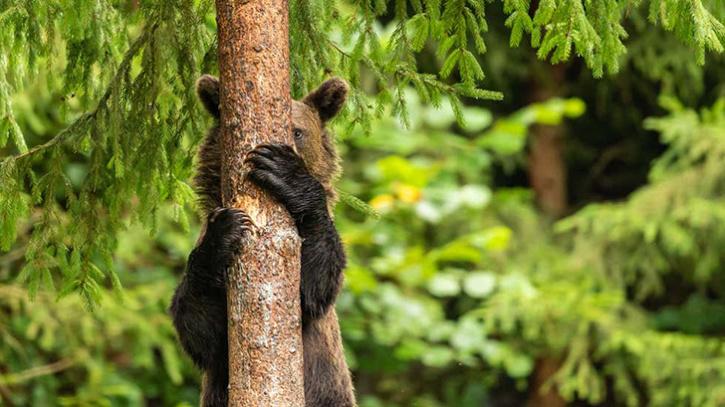 young bear hiding beside tree