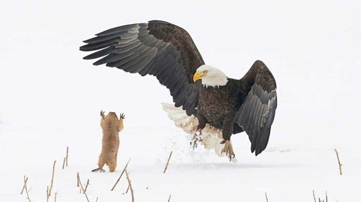 Bald Eagle missed on its attempt to grab this prairie dog