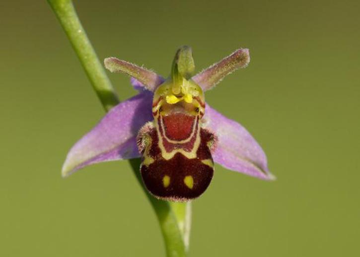 bee orchid