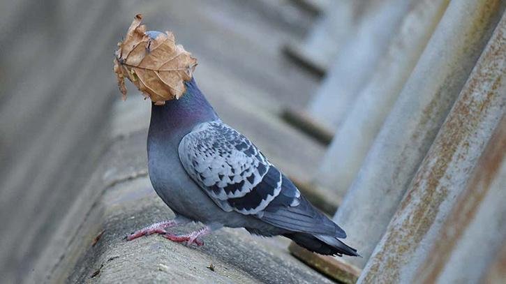 pigeons in flight when this leaf landed on the bird