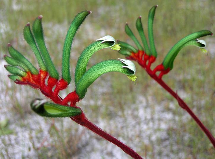 kangaroo paw