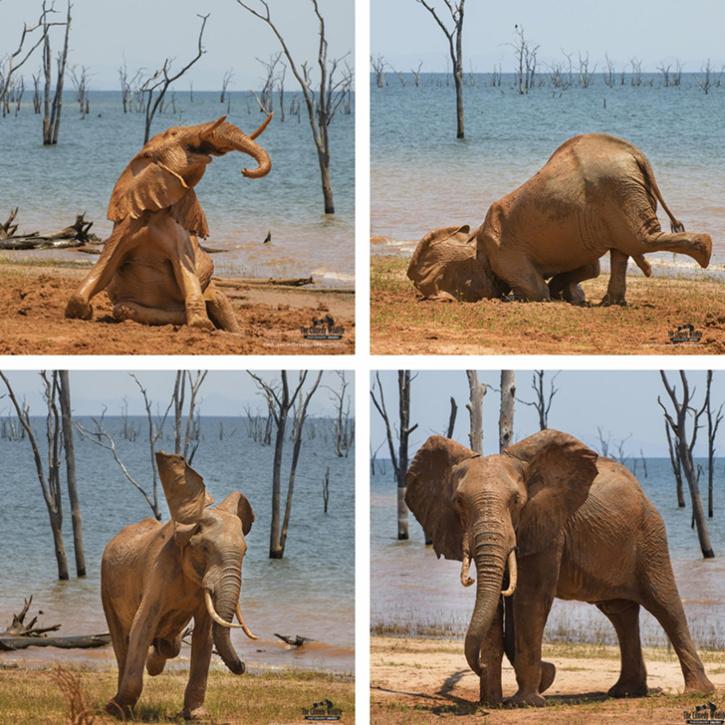 elephant expresses his joy in taking a mud bath