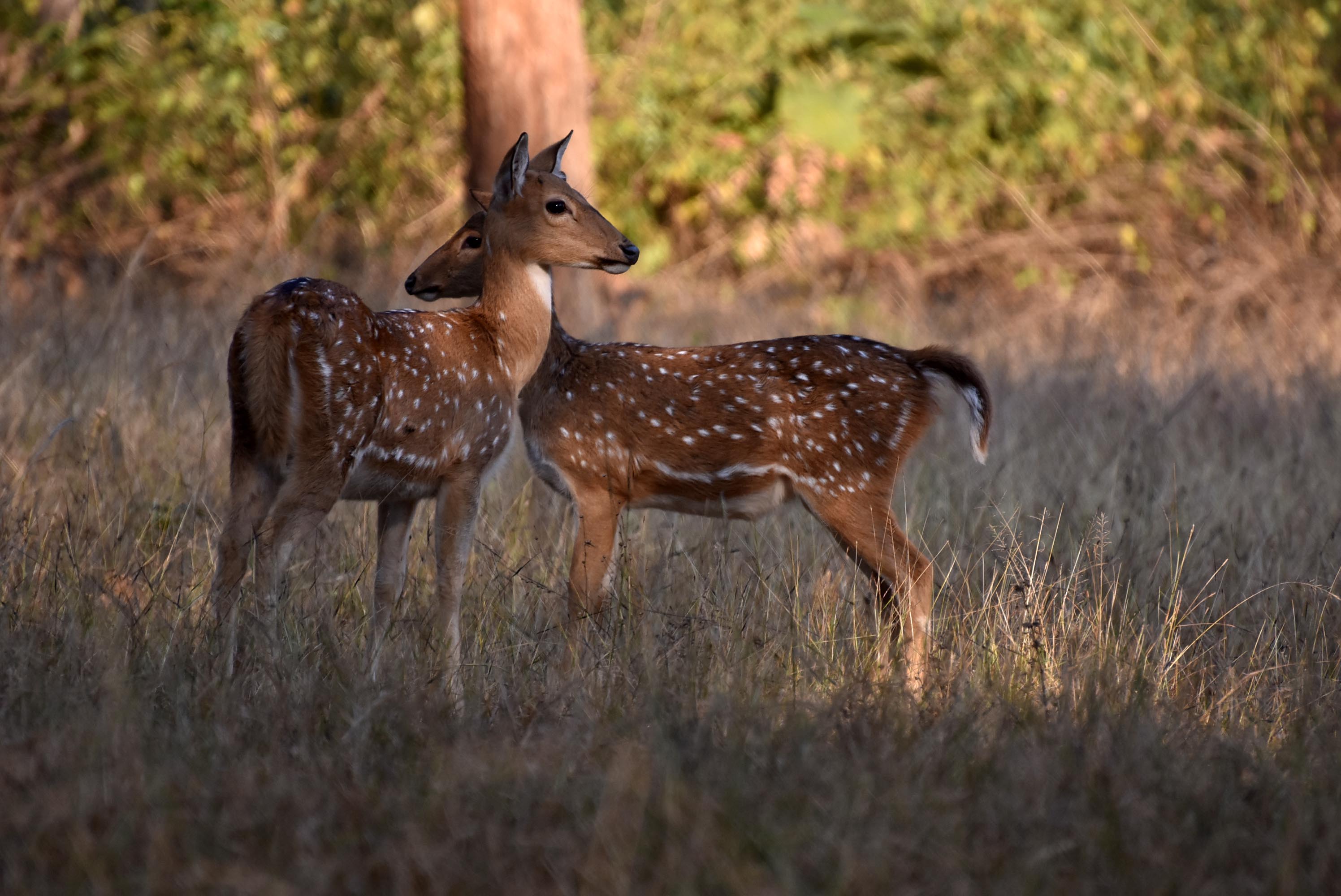 Tiger Spotted In Jharkhand's Palamu Reserve, The First Time Since Early ...