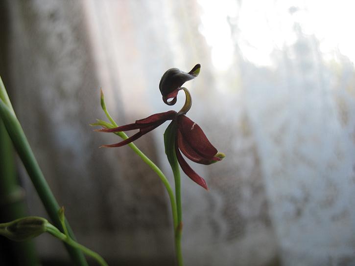 duck orchid