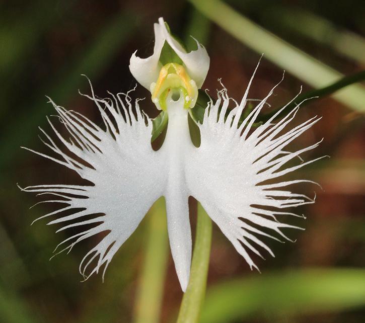 White egret flower