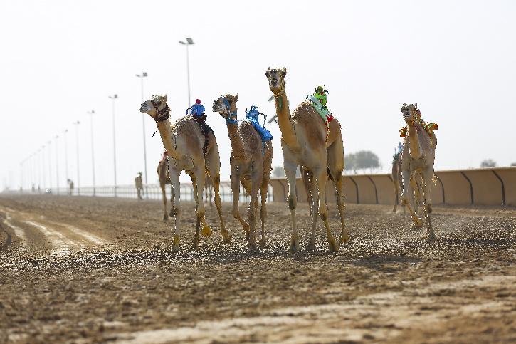 Dubai Camel Race, fun facts about Dubai