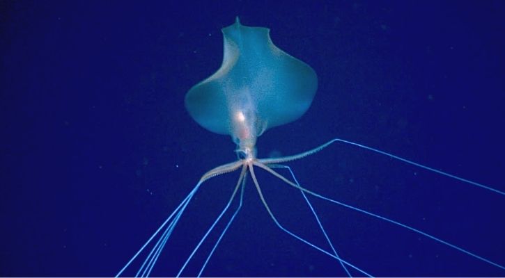 Rare Alien-Like Big Squid With Eight Arms, Two Tentacles Captured In Video