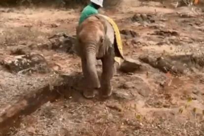 Post On Orphaned Baby Elephant Kerrio
