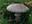 blusher-mushroom