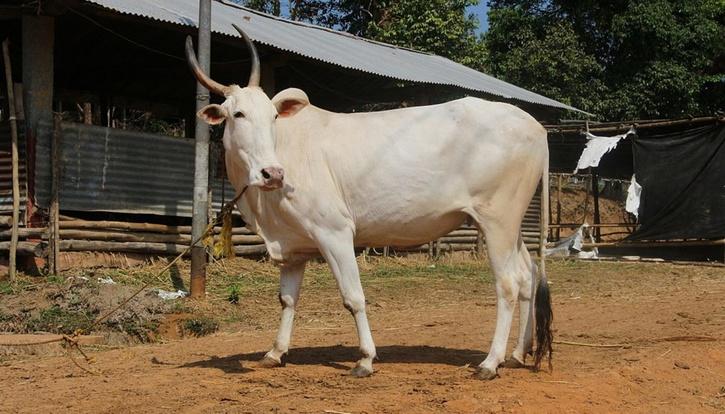 Bull Valued At Rs 1 Crore At Krishi Mela