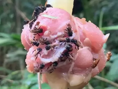 Meat eating bees