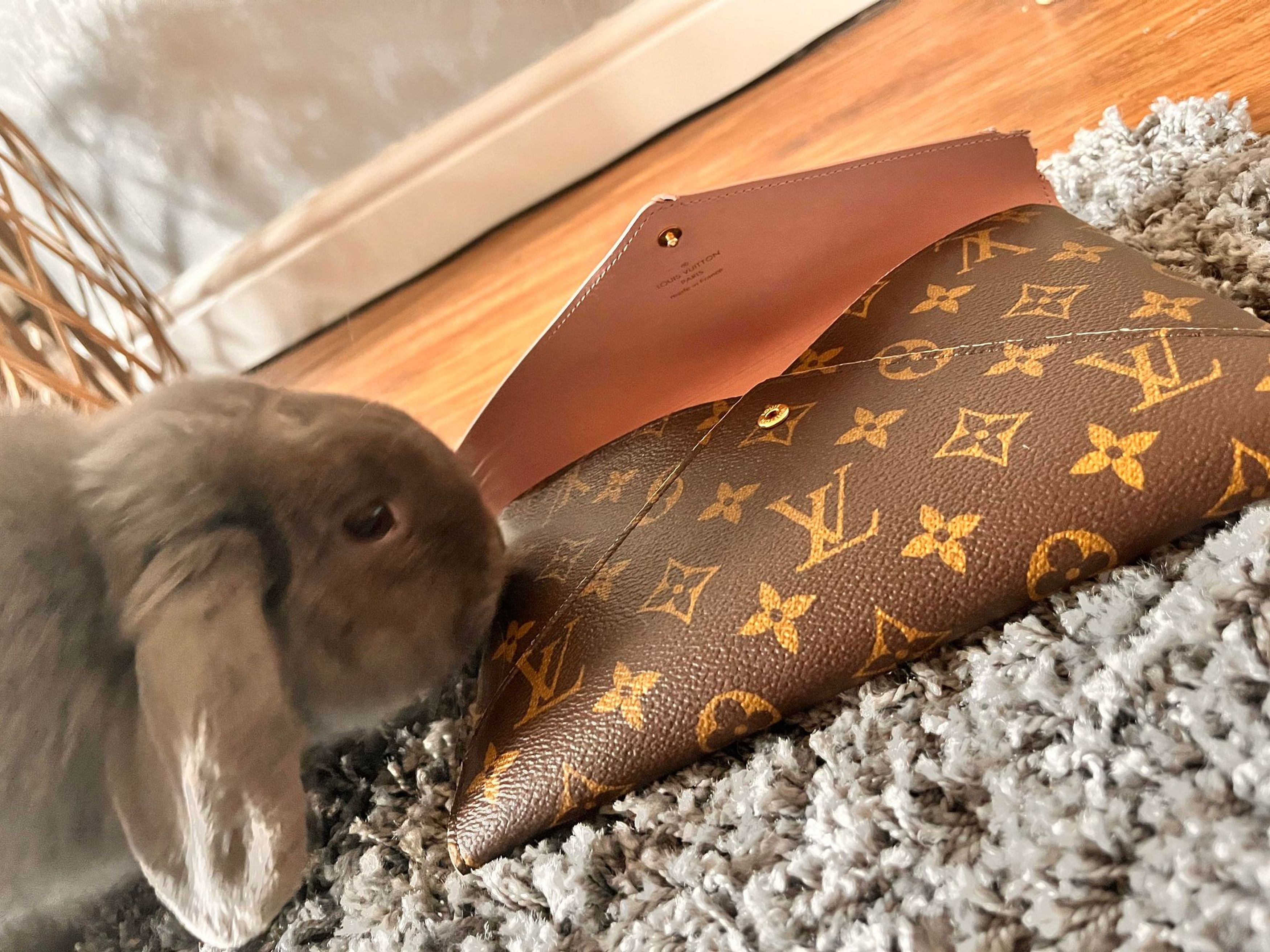 UK Woman's Pet Rabbit Chews Off Louis Vuitton Bags, Designer Shoes