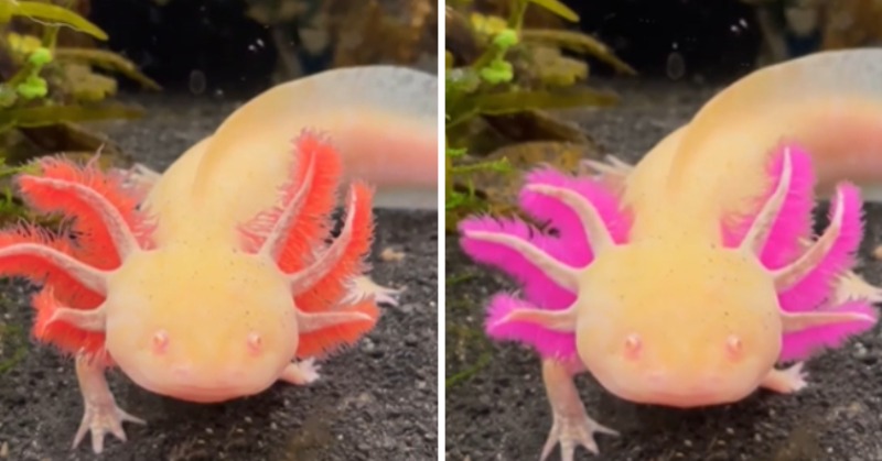 axolotl colors rarity