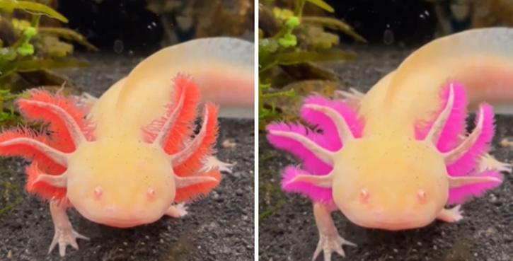 Video Of Colour Changing Amphibian Axolotl Goes Viral