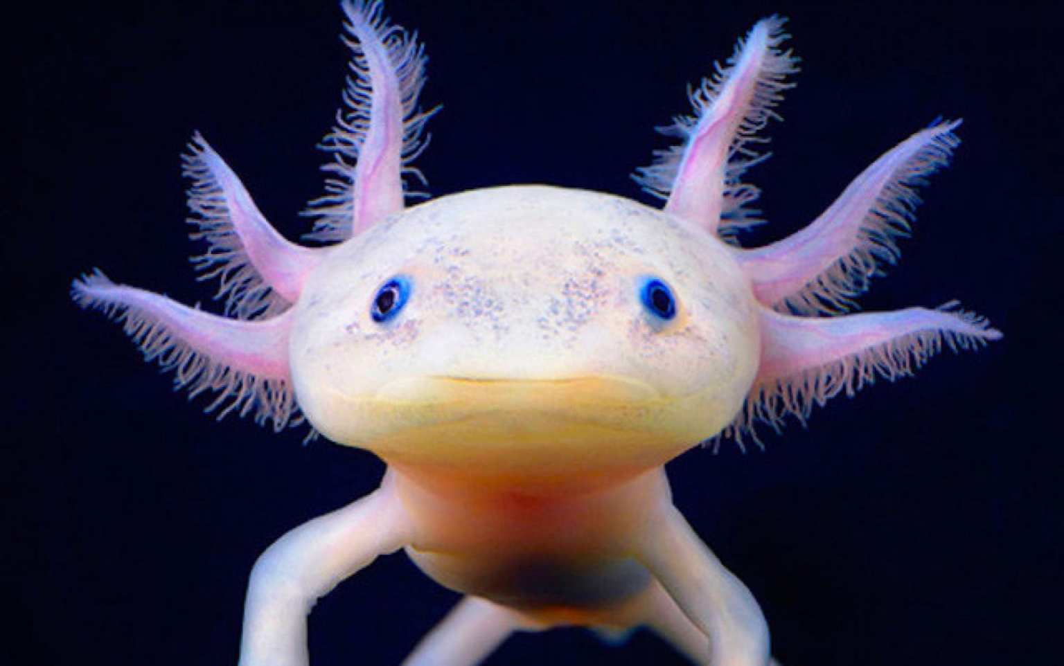 Video Of Colour Changing Amphibian Axolotl Goes Viral