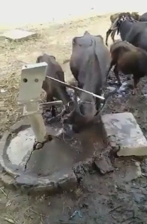 Buffalo Uses Horn To Operate Hand Pump To Drink Water