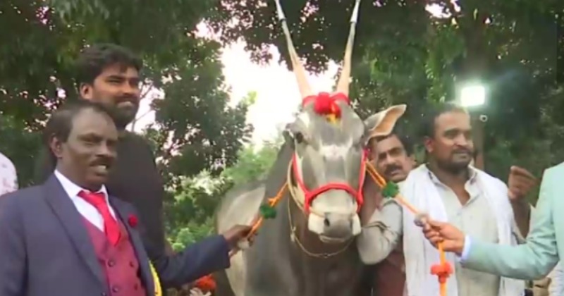 Bull Valued At Rs 1 Crore At Krishi Mela