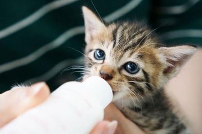 woman found breastfeeding cat onboard flight