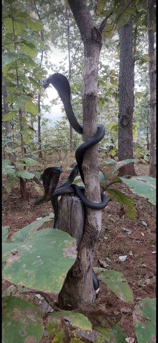 3 cobras fotografiadas en el bosque de Maharashtra