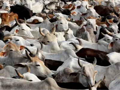 cows-in-uttar-pradesh