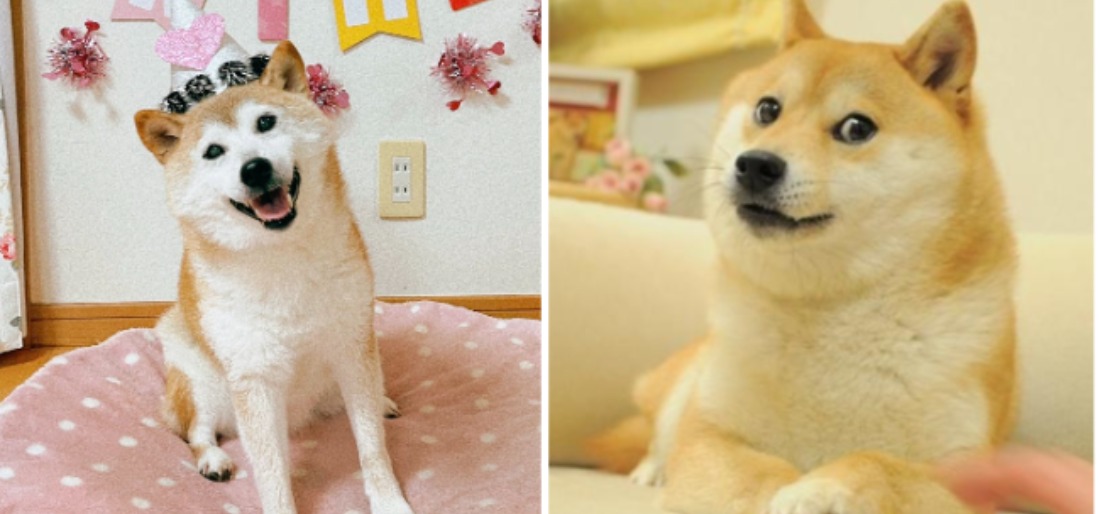 Kabosu The Shiba Inu, Who Inspired Dogecoin Turns 16