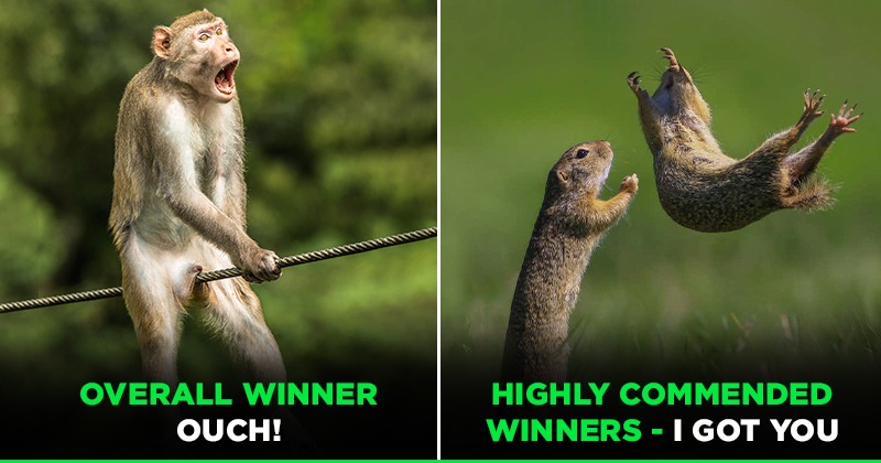 Winners Of The Comedy Wildlife Photography Awards