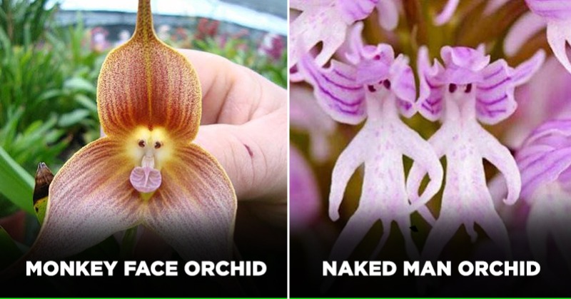 11 Strange Plants You Won't Believe Looks Like Animals