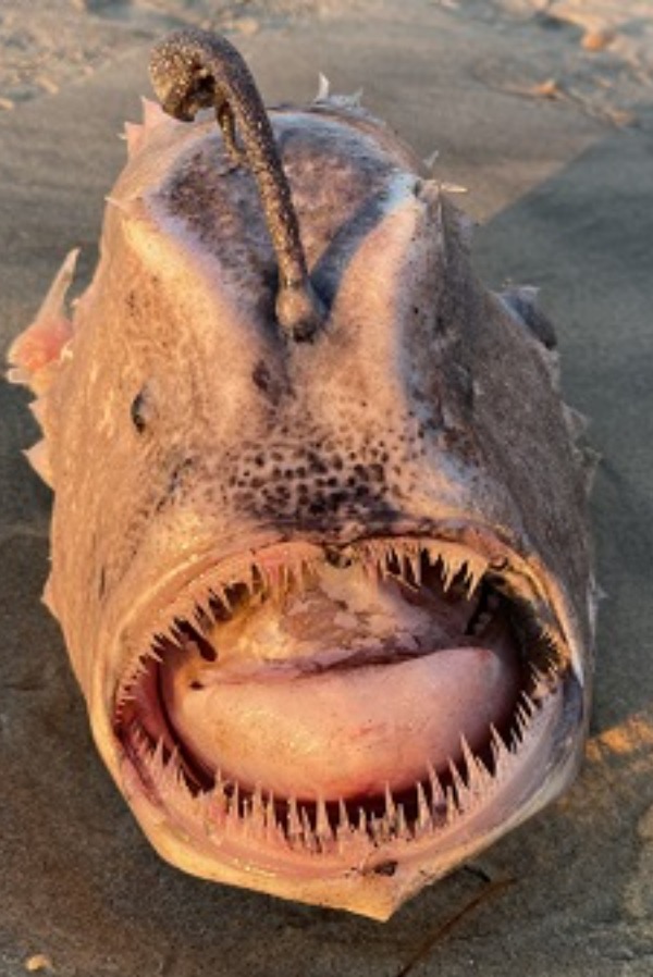Extremely Rare 'Deep-sea Monster' Footballfish Washes Up On US Beach