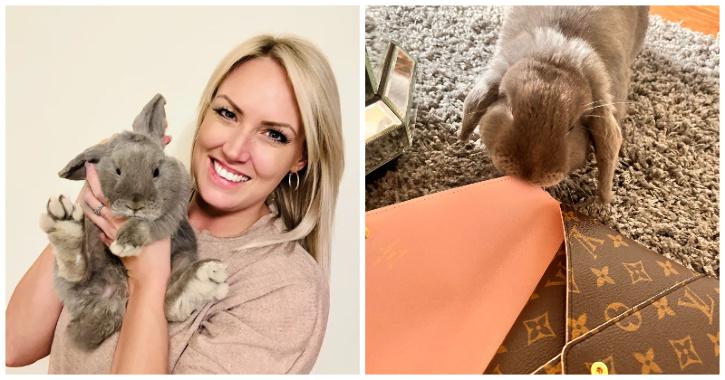 Woman's pet rabbit has 'very expensive taste' as it eats her Louis Vuitton  bags - Mirror Online