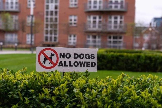 why are dogs not allowed in apartments