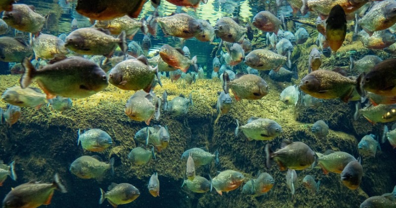 Man Gets Eaten By Piranhas After Escaping Swarm Of Bees