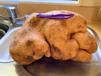 Doug World's largest potato