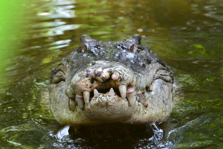 pria melawan serangan buaya dengan pisau