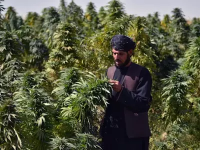 taliban-cannabis
