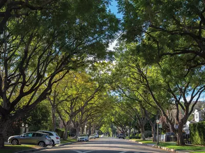 trees can reduce the temperature of a city by 12 degrees