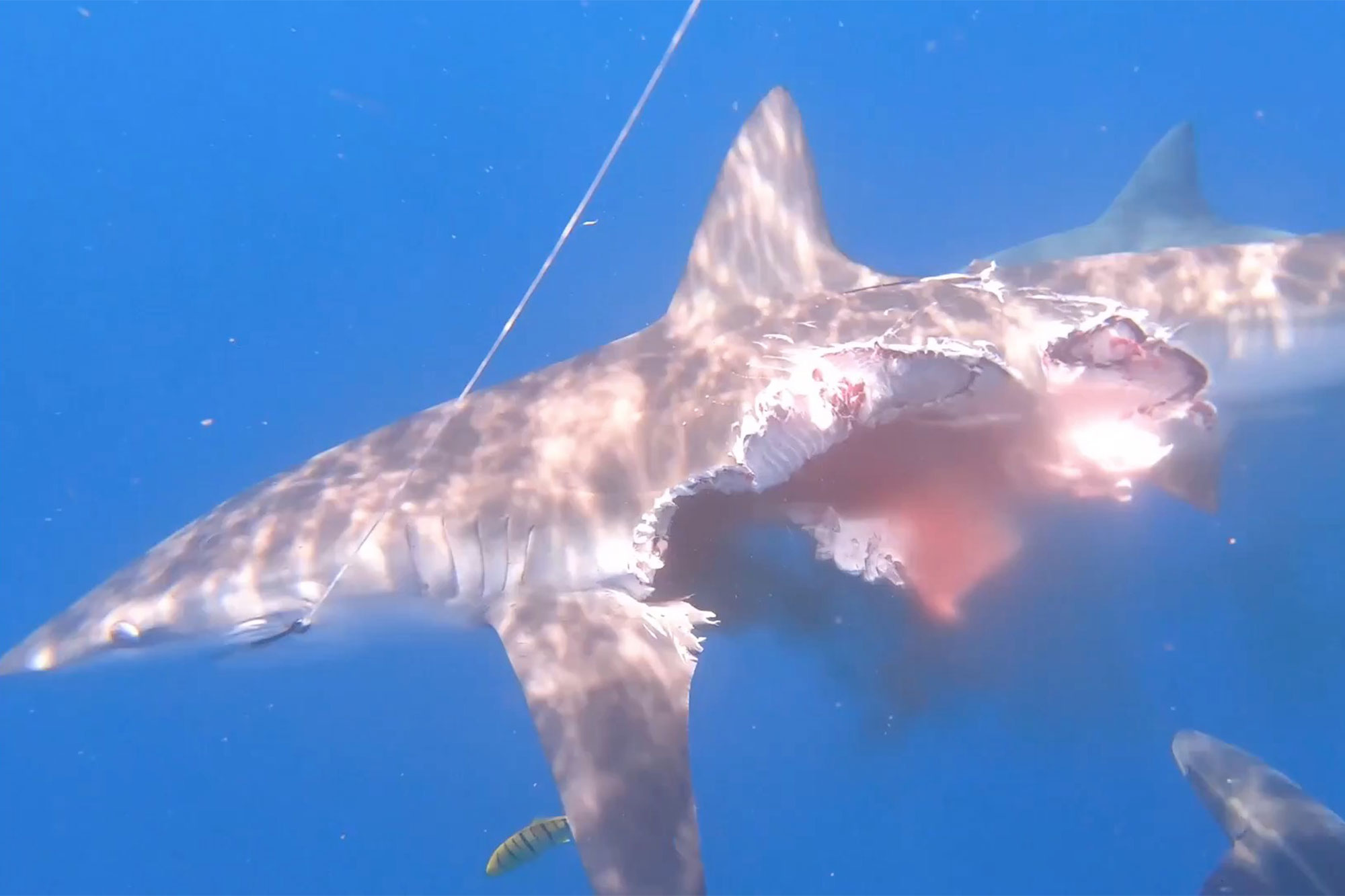 'Zombie Shark' Still Hunting For Prey Despite Being 'Half-Eaten'