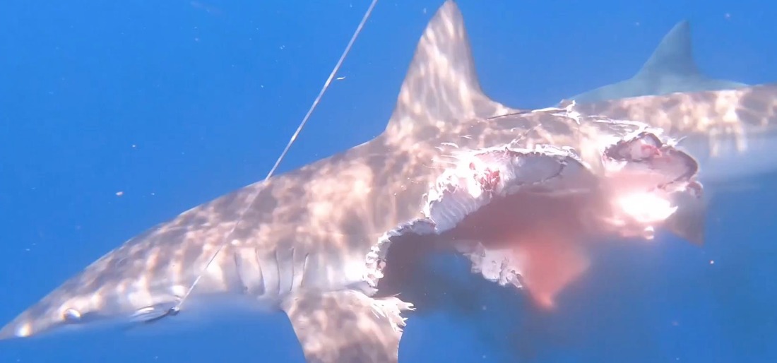 zombie-shark-still-hunting-for-prey-despite-being-half-eaten