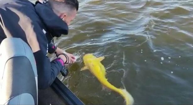 Fisherman Catches Rare Bright-Yellow Catfish