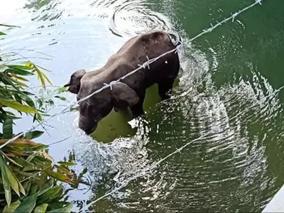 Kerala pregnant elephant