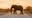 Elephant at Kruger National Park 