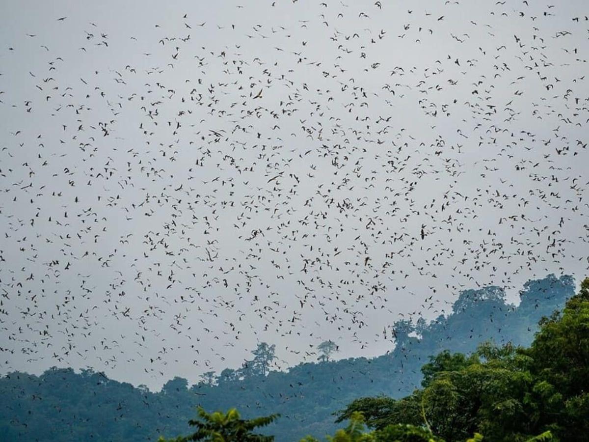 Species In News: Amur Falcons – Current Affairs