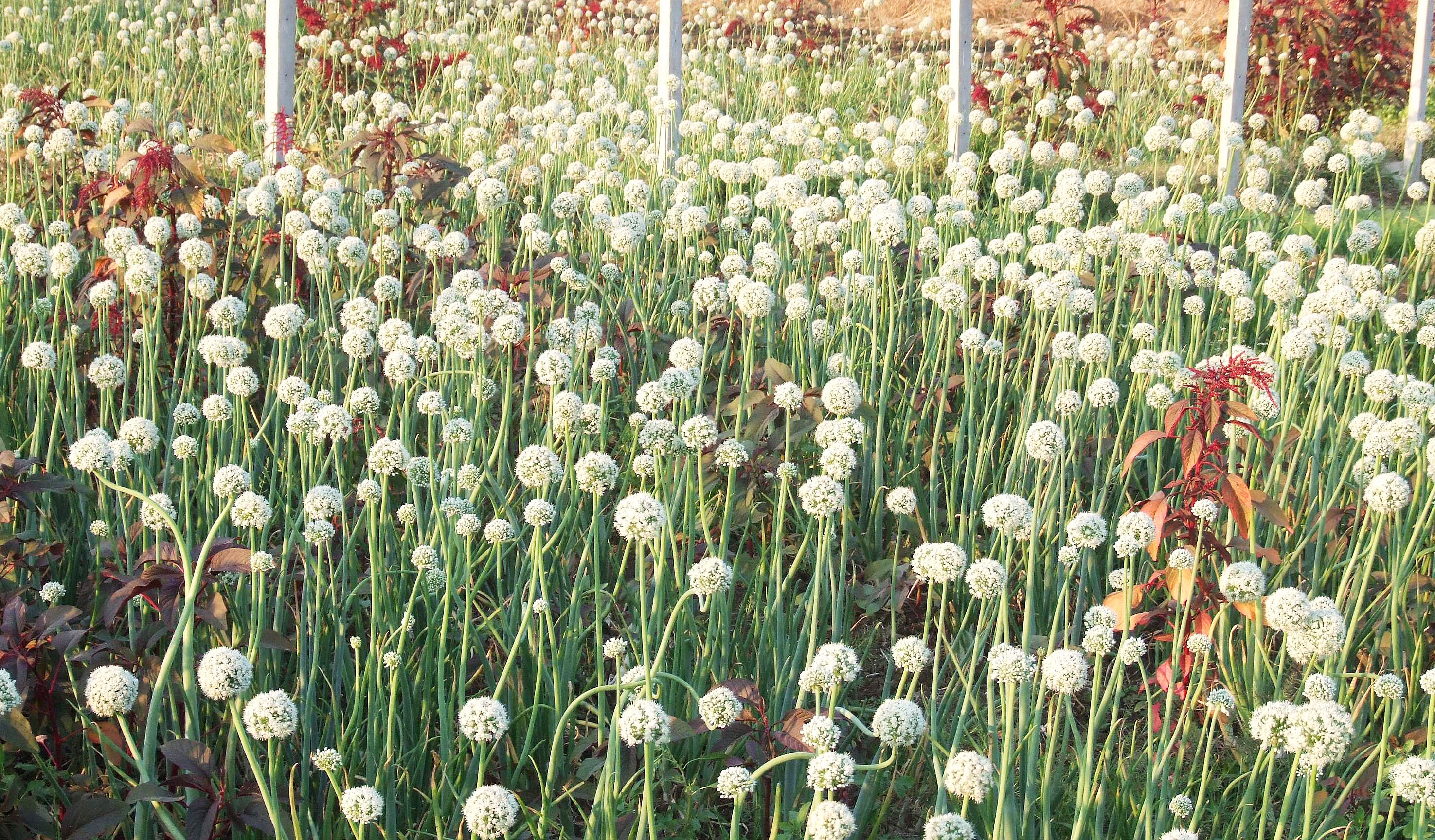 Hundreds From Kerala Apply For Onion Farming Job In South Korea With