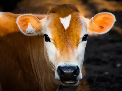 cow methane emission